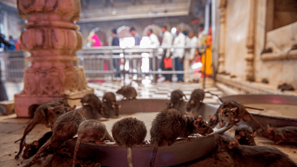 Rats in the rat temple in India (Karni Mata Bikaner Temple)