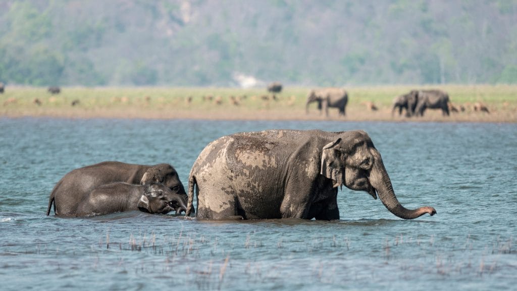 Elephants bathing in Jim Corbett National Park in India.