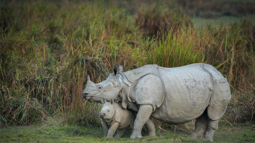 One-horned rhinos in the Khaziranga National Park in India.