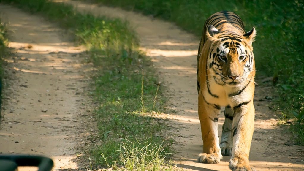 Bengal Tiger during a safari in the national parks in India.