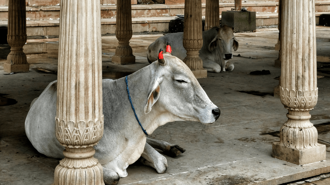 Cows in India: why cows are sacred and their role in Indian culture